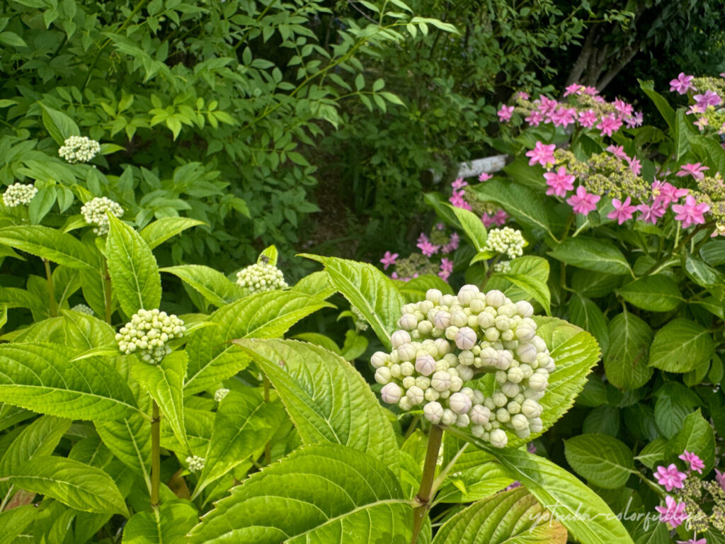 もりやま芦刈園　あじさい
つぼみ