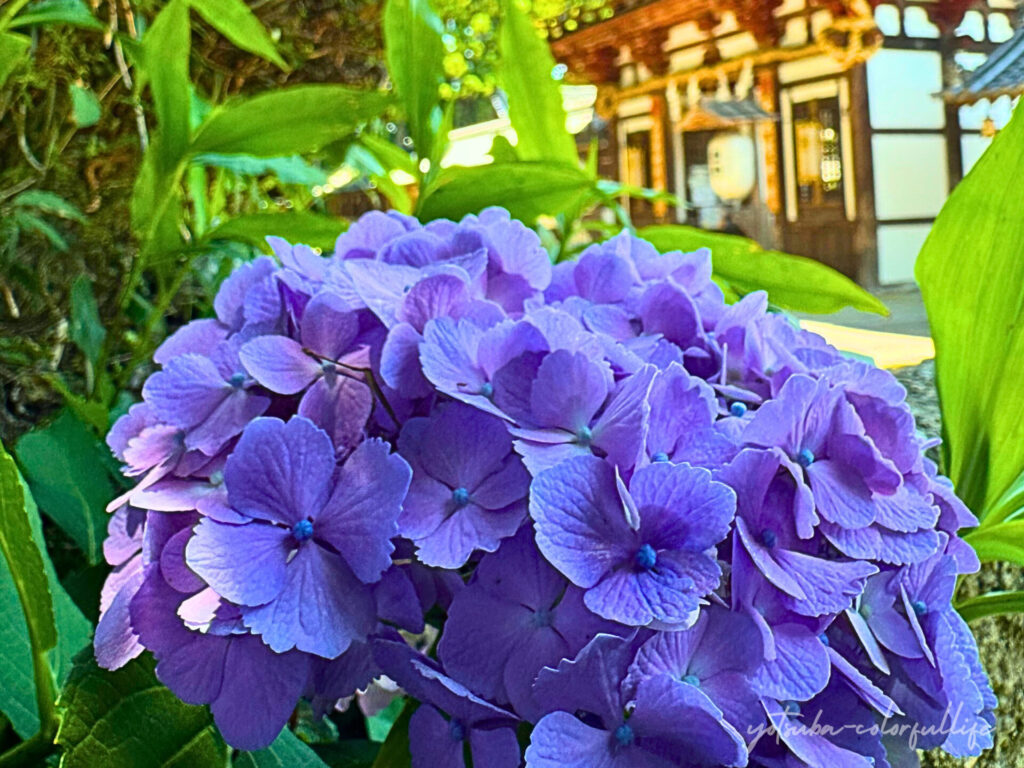 沙沙貴神社の紫陽花