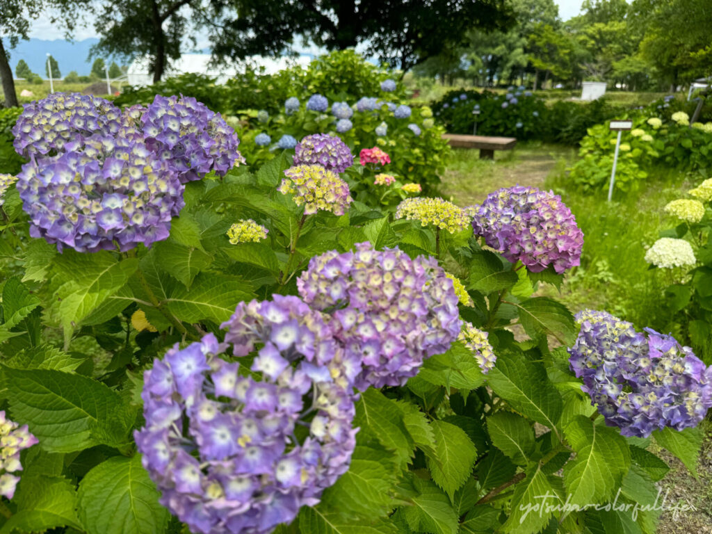 もりやま芦刈園　あじさい