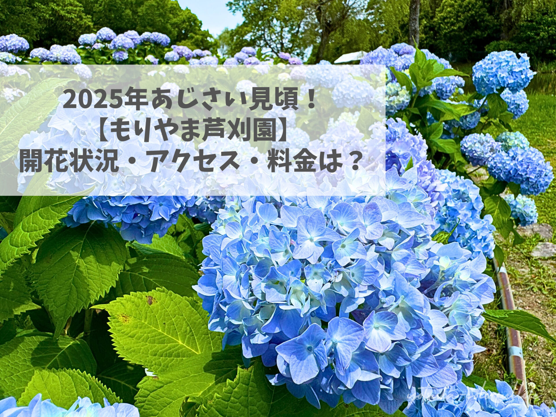 2025年もりやま芦刈園のあじさい見頃！開花状況・アクセス・料金は