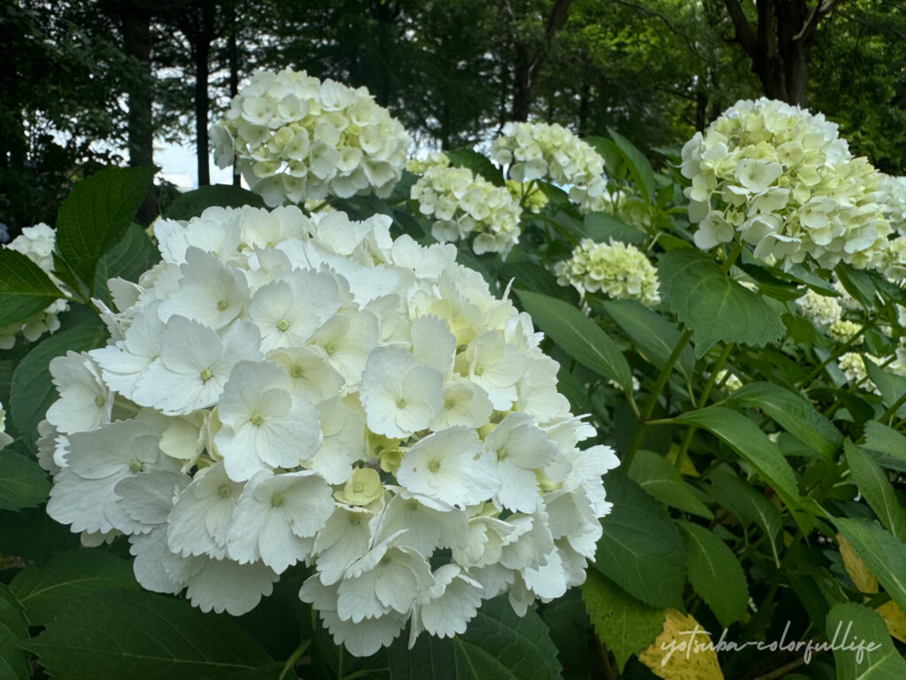 もりやま芦刈園　あじさい