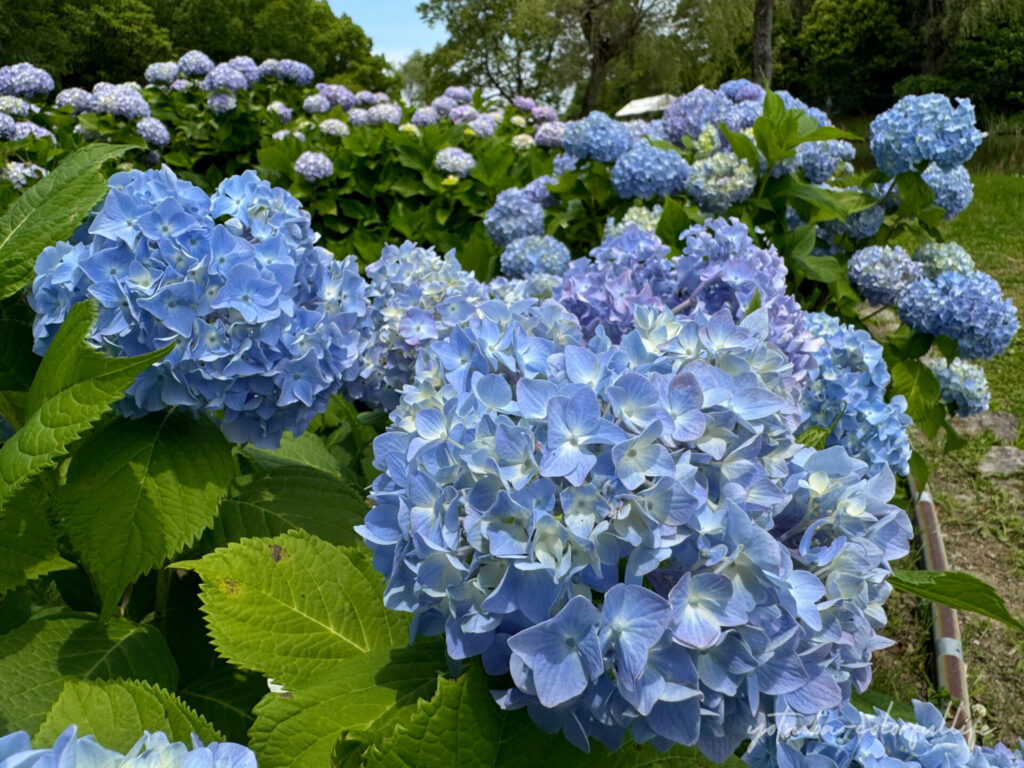 もりやま芦刈園のあじさい