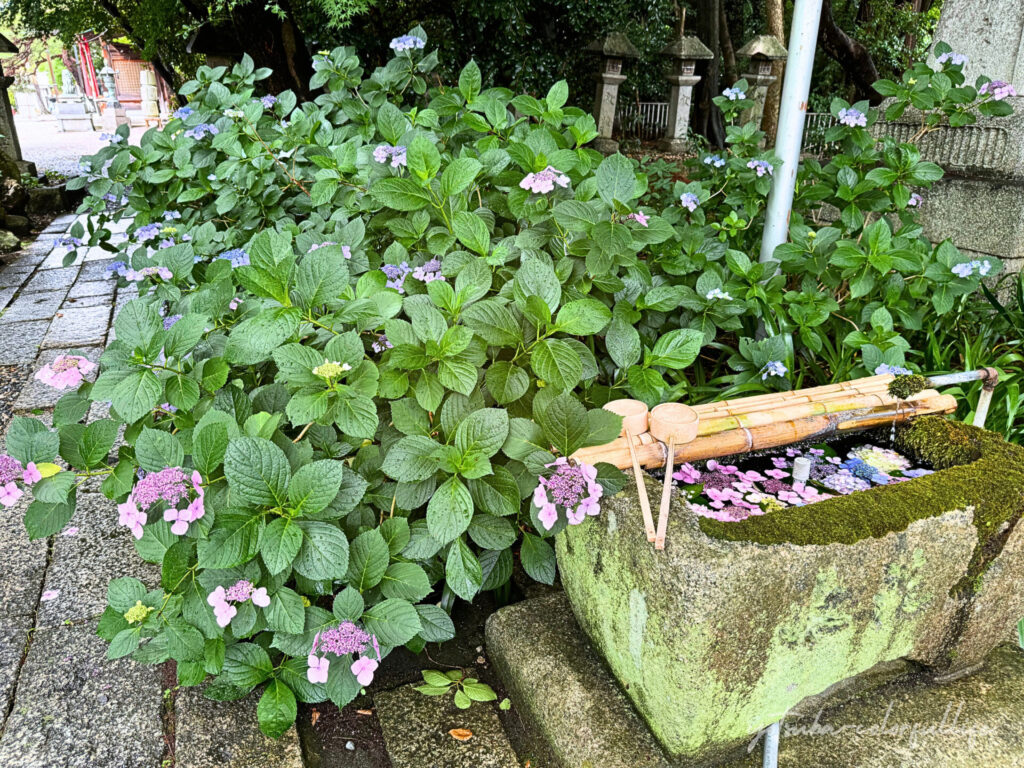 舎那院の花手水と紫陽花