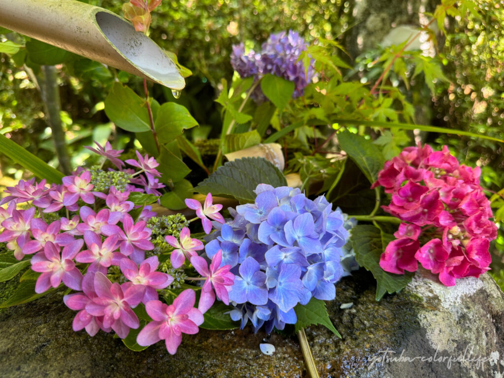 大池寺の花手水
