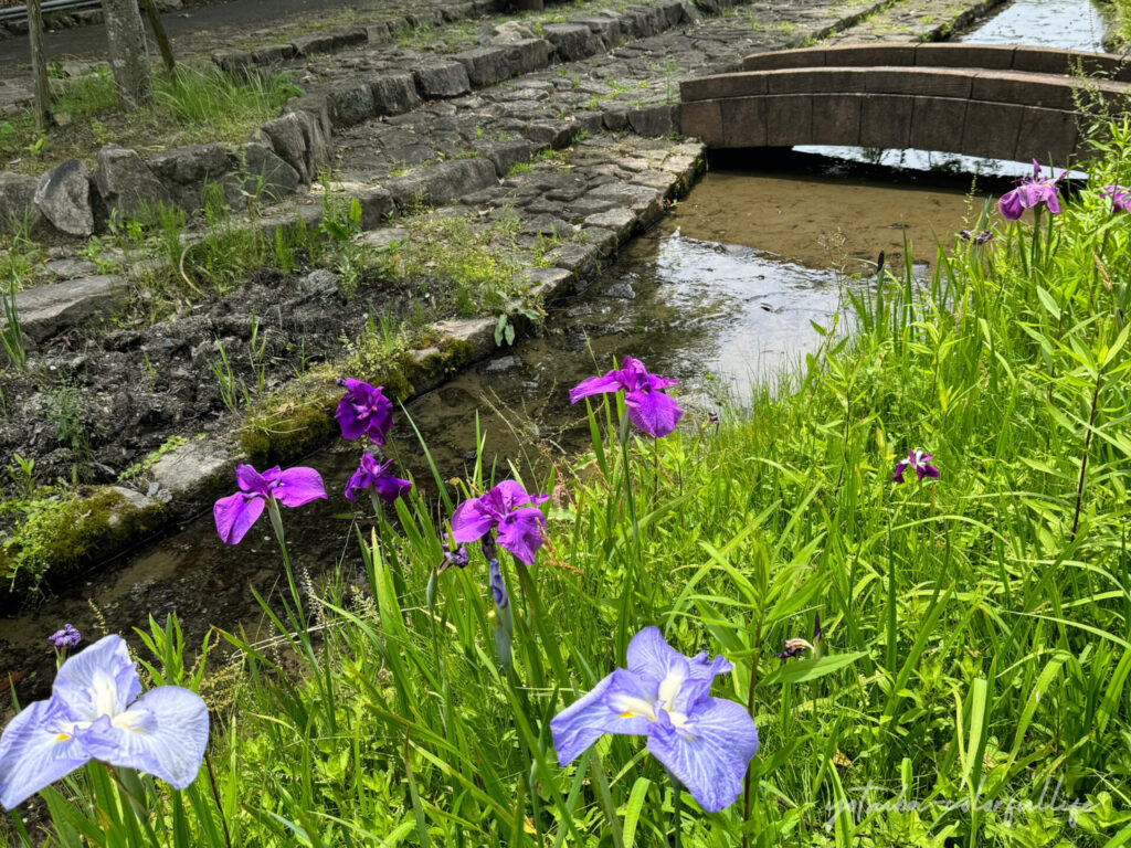 もりやま芦刈園　親水河川
花菖蒲
