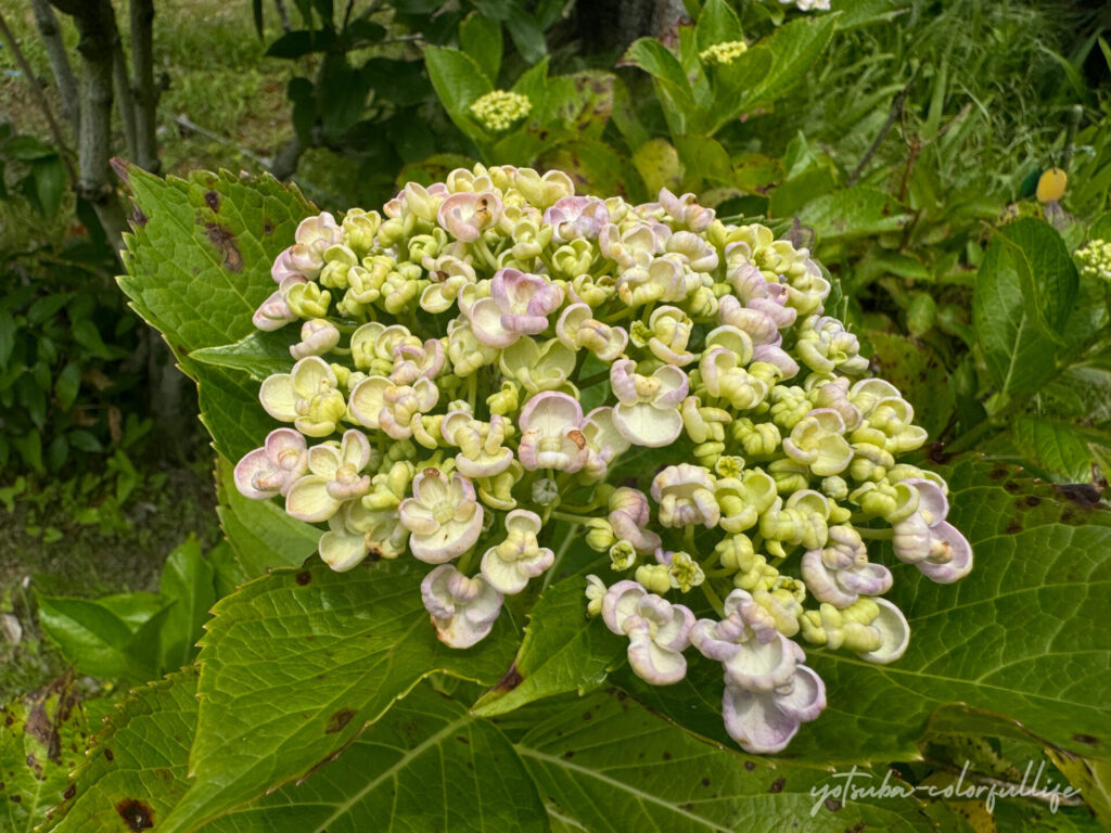 もりやま芦刈園　あじさい
ウズアジサイ