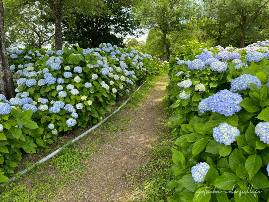 もりやま芦刈園　あじさい