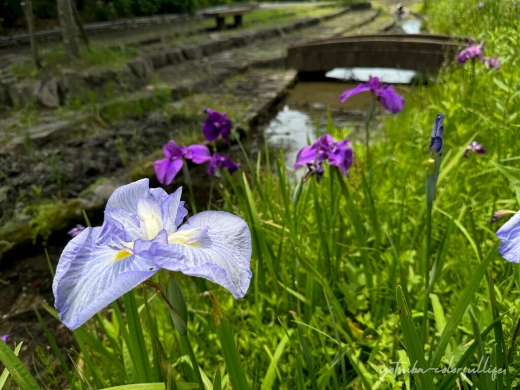 もりやま芦刈園　親水河川
花菖蒲
