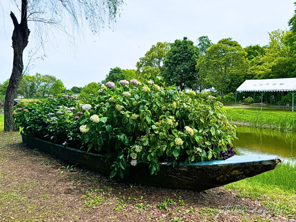 もりやま芦刈園　親水河川
船に乗った紫陽花