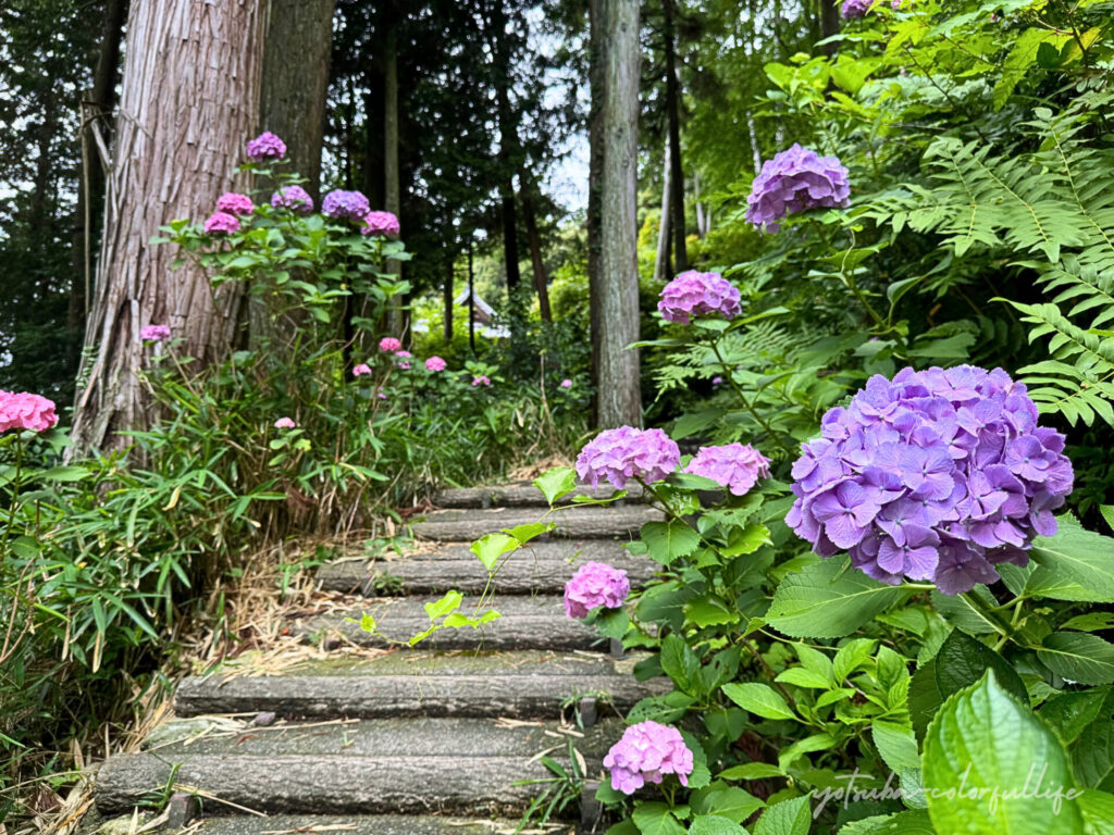 長命寺の紫陽花