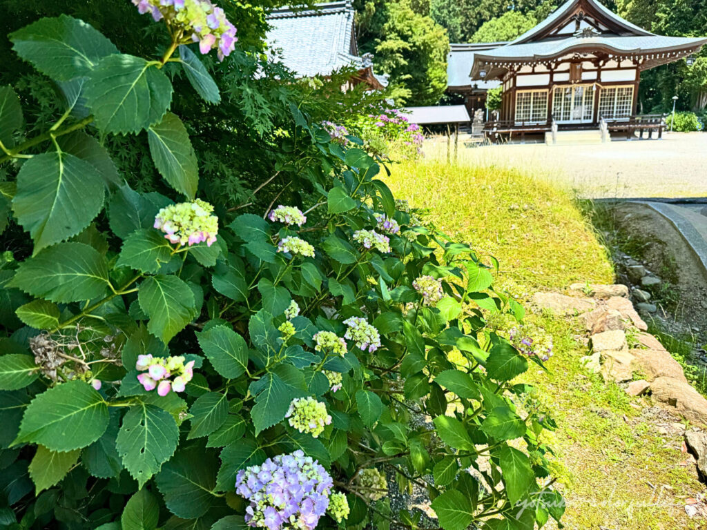 矢川神社の紫陽花