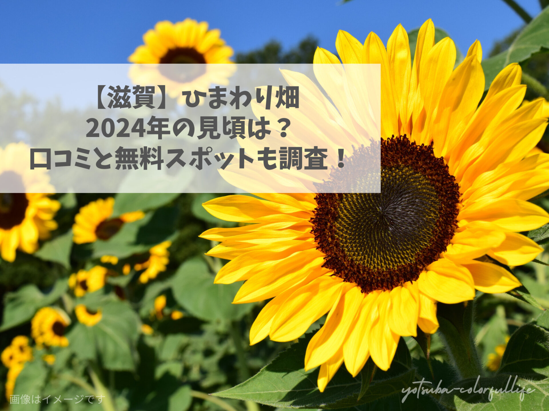 滋賀のひまわり畑2024見頃は？口コミと無料スポットも調査！ | よつば