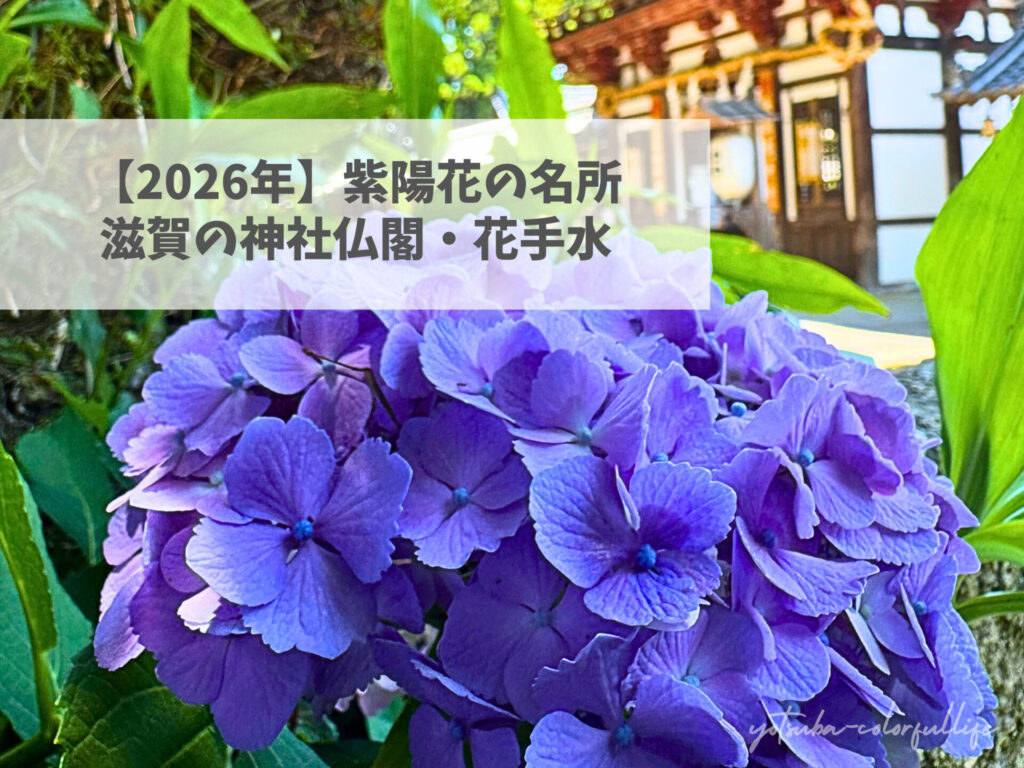 滋賀県 あじさい 紫陽花の名所 アジサイ 神社仏閣 花手水