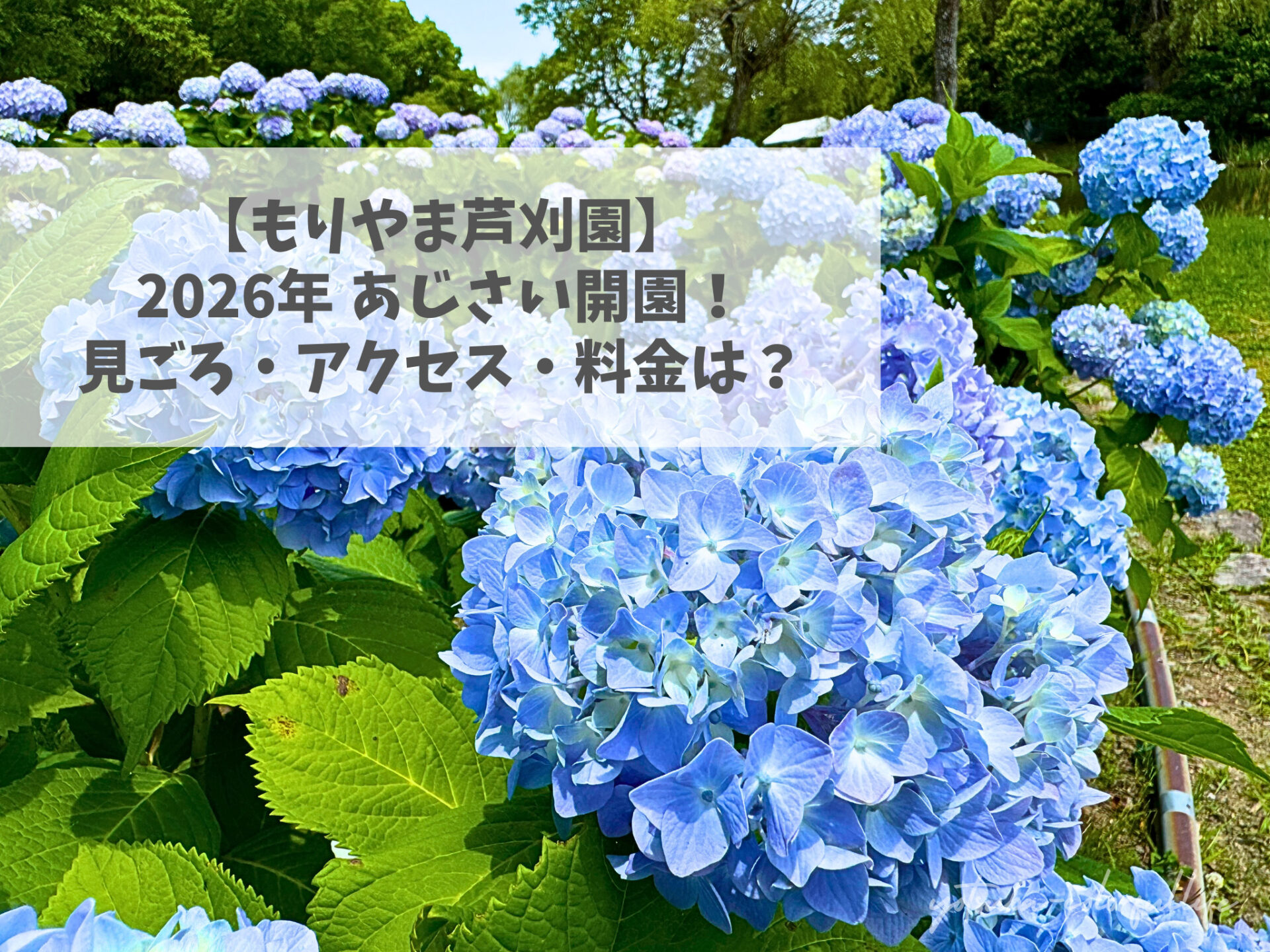 2026年もりやま芦刈園のあじさい開園！見頃・アクセス・料金は